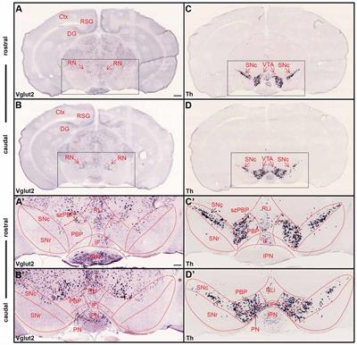 Targeting VGLUT2 in Mature Dopamine Neurons Decreases Mesoaccumbal Glutamatergic Transmission and Identifies a Role for Glutamate Co-release in Synaptic Plasticity by Increasing Baseline AMPA/NMDA Ratio